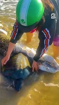 Her little ’thank you’ wave after they set her free 🥹🐢 #shorts #rescue