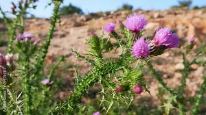 Thorny thistle blossoms growing wild in the desert on a windy day