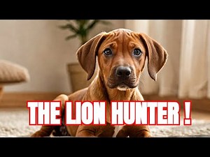 Rhodesian Ridgebacks: The Ultimate Guide