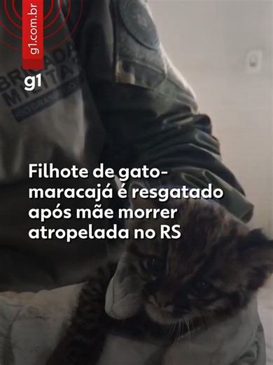 Fofo, mas selvagem - 🐱 Um filhote de gato-maracajá (Leopardus wiedii) foi resgatado pela Brigada Militar, por meio da Patrulha Ambiental (Patram) de Santo Ângelo, no Noroeste do Rio Grande do Sul, nesta quinta-feira (8). O animal foi encontrado na localidade de Linha Barreiro, no município de Sete de Setembro, após a mãe ter morrido em um atropelamento. Ao ser acolhido pela guarnição, o filhote passou por uma avaliação inicial e foi constatado que ele apresentava boas condições de saúde. ⚠️ A B