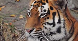Siberian tiger Close up. The Siberian tiger was also called Amur tiger, Manchurian tiger, Korean tiger,and Ussurian tiger, depending on the region where individuals were observed.