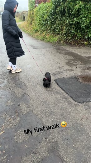 My First Walk: Cocker Spaniel Puppy Adventures