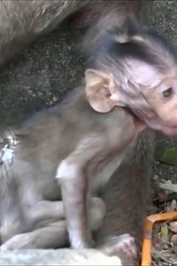 The injured baby monkey staggered to find his mother, crying bitterly | Monkey BC
