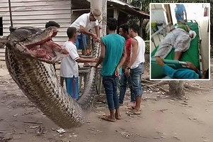 Security guard wins fight to the death with massive 23ft PYTHON after it mauled his arm on remote Indonesian road