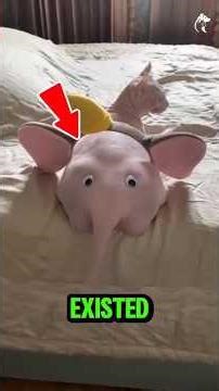 Hairless Cat Breeds You Didn’t Know Existed