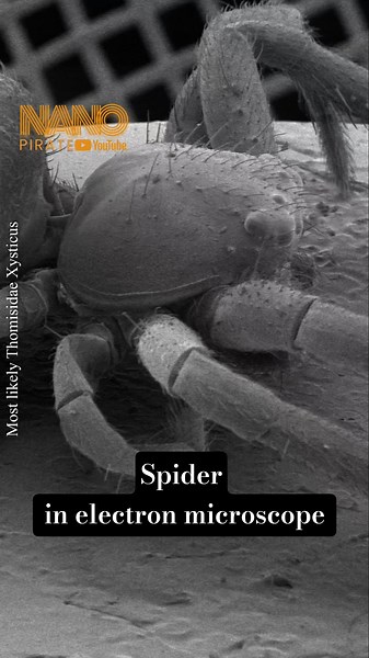 Spider magnified in electron microscope #spider #electron #microscope #macro #science