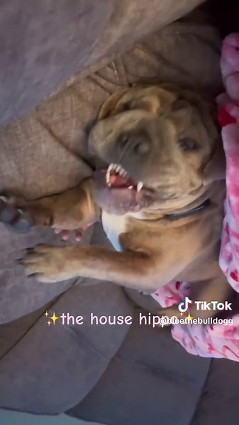 The cutest house hippo 🦛🩷 #puppytiktok #dogpack #dogpackfamily #bluethebulldog #bulldogsoftiktok #teamwork #bluethebully #greenscreenvideo