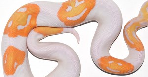 ‘Astronomically rare’ snake with 3 'emoji' smiley faces sells for $6,000