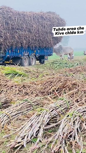 363K views · 10K reactions | Tuhde area che kive chlda kam...