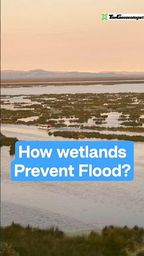 How wetlands prevent floods #wetlands #thegeoecologist #shorts