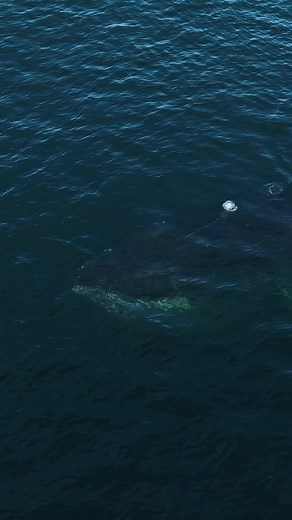 Humpback Blowing bubble rings | Slater Moore Photography