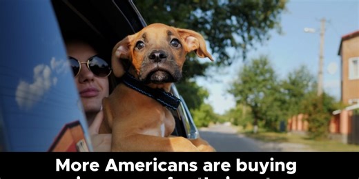 More Americans are buying insurance for their pets, survey finds