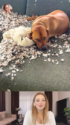 Caught! Guilty Naughty Dogs | Funny Animal Videos