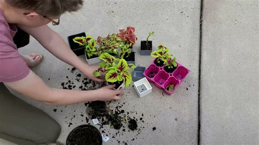 Planting Coleus Indoors for Winter