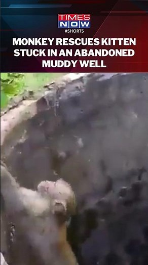 Monkey Saves Kitten Stuck In Abandoned Well, Netizens React As Video Goes Viral On Internet