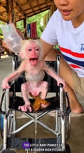 Try to P-00p on Wheelchair | Fresh diy