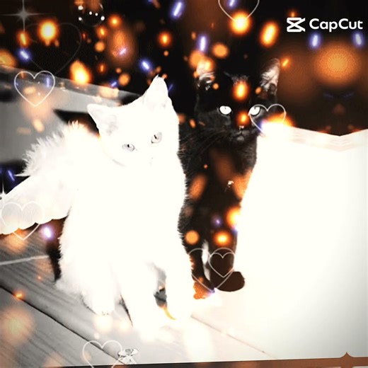 #roblox cat white in black