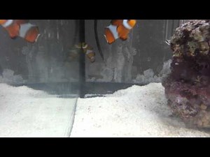 Clownfish - Odd Behaviour (Fast breathing and laying on side)