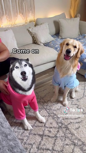 Husky vs Golden Retriever: A Playful Encounter