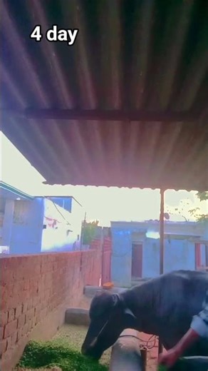 Desi vlog Daily routine work desi vlog #agriculture