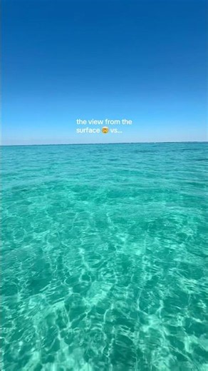 nothing beats the view underwater 😌 #ocean #nature #florida