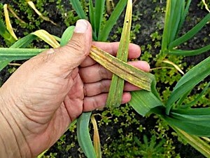 Identifying and Treating Garlic Diseases