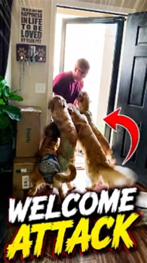 DOG REACTIONS to owners coming home! #pawventure #dogshorts