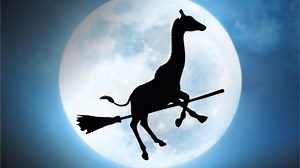 Boo at the Zoo presented by SSM Health Cardinal Glennon Children’s Hospital tickets are still available for select nights through November 1. Join us for some family-friendly, non-scary Halloween fun at the Zoo. Boo at the Zoo is not a trick-or-treating experience. Attendance is limited. Advance tickets are required. Check website for availability. For more information visit: stlzoo.org/boo #StlZoo #FallAtTheZoo #StlZooBoo | Saint Louis Zoo