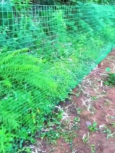 PVC Coated welded wire mesh roll, welded mesh