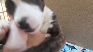 This is Dillon he's a three month old neutered male mountain cur mix he is the sibling of Daisy and Dezi. He is a cute frisky puppy if you have the time to devote to training a puppy he might be perfect for you. up for adoption at the TLC animal shelter 13016 W 151st st homer Glen IL 60491 | Tender Loving Care Animal Shelter