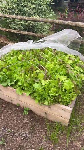 Mesh Cover for Plants - Garden Protection Tips