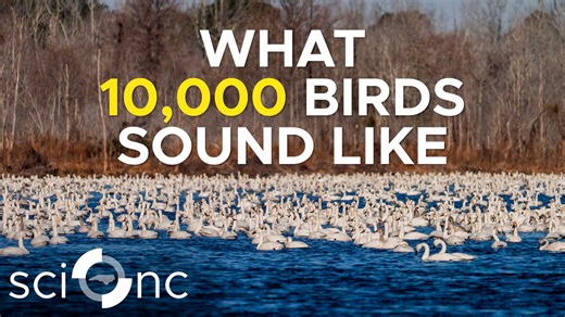 Tens of thousands of Tundra Swans and Snow Geese migrate to Eastern NC each winter, traveling thousands of miles along the Atlantic Flyway. These Arctic birds seek temperate weather, wildlife refuges, and food in NC's fields and open waters — their southernmost wintering ground. It's a spectacle you have to see and hear to believe. Learn more with Sci NC! Special thanks: U.S. Fish and Wildlife Service & Coastal North Carolina National Wildlife Refuge Complex | PBS North Carolina