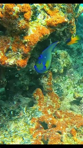 Snorkeling adventure: The Bahamas #travel #boatlife