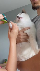 Nail cutter vs cat | Grumpysalem