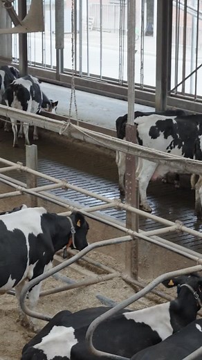 Bij Deense melkveehouders is onrust uitgebroken na meldingen van gezondheidsproblemen bij koeien die gevoerd werden met Bovaer. Dat middel wordt toegevoegd aan het rantsoen om de methaanuitstoot te verminderen. Hoe veilig is het? Ontdek dit en veel meer dit weekend in PlattelandsTv Weekend! #melkvee #plattelandstv #farmlife #tvtip | Plattelandstv