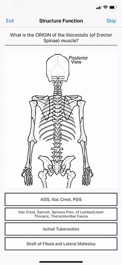 Iliocostalis Origin #backmuscles #backmuscle #kinesio #massagetherapy #myofascialrelease #physiotherapy #osteopathy #physio
