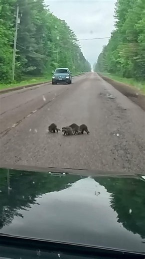 Baby Raccoons (DashCam) #raccoon #animals #wildlife #dashcam