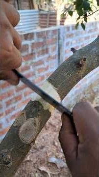 How to air layer lime tree in winter.