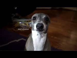 Kermit throwing a tantrum for 31 minutes straight