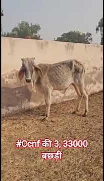 #Ccnf की 3, 33000 बछड़ी #ccbfashion #cow #farming #animals #21162 #cow #animals #agriculture