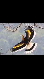 The Great Hornbill, recognized by its large, curved beak and impressive size, produces a unique whooshing sound while in flight. This distinctive auditory feature enhances the majestic presence of these birds as they soar through the forested landscapes of South and Southeast Asia. #nature #reels #instagram #birds #wildlife | Bird Lovers