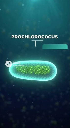 Prochlorococus