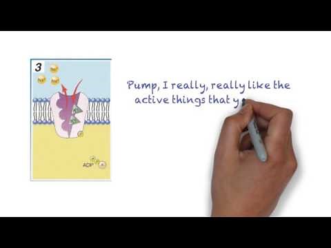 Song for the sodium-potassium ion pump