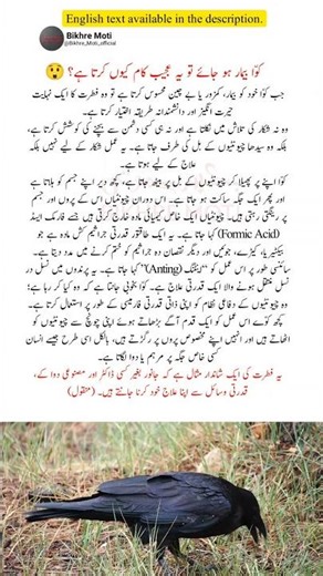 How Crows Use Ants as Natural Medicine | The Amazing Science of “Anting” #shorts