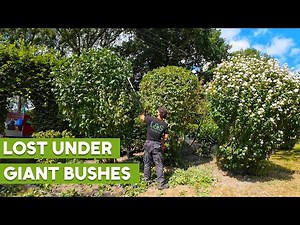 WE TRANSFORMED THESE GIANT OVERGROWN BUSHES...