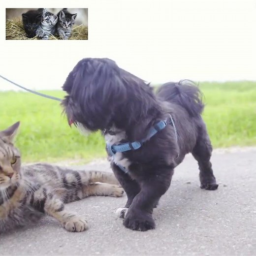 My Cat and Dog Are Best Friends 🐾❤️ | True Friendship Moments