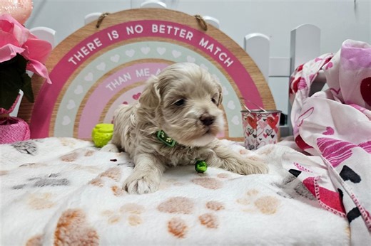 Diamond - Malti Poo Puppy 76D081