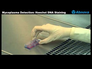 Mycoplasma Detection: Hoechst DNA Staining