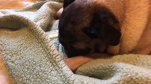 1.7K views · 106 reactions | YEAH, SOME PUGS SNORE! Bette Davis rattles the walls sleeping on a rainy Saturday. Your dog? | Nick Beres NC5 | Facebook