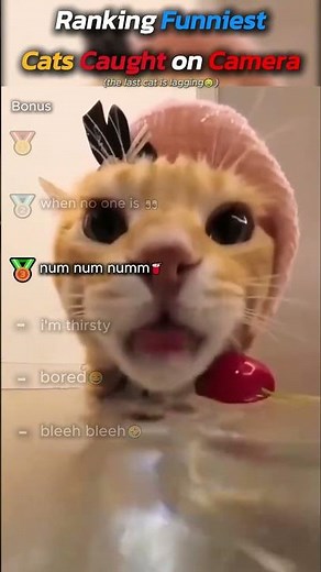 The Most Adorable Cats Drinking Water Ever 🐱 #funnycats #cute